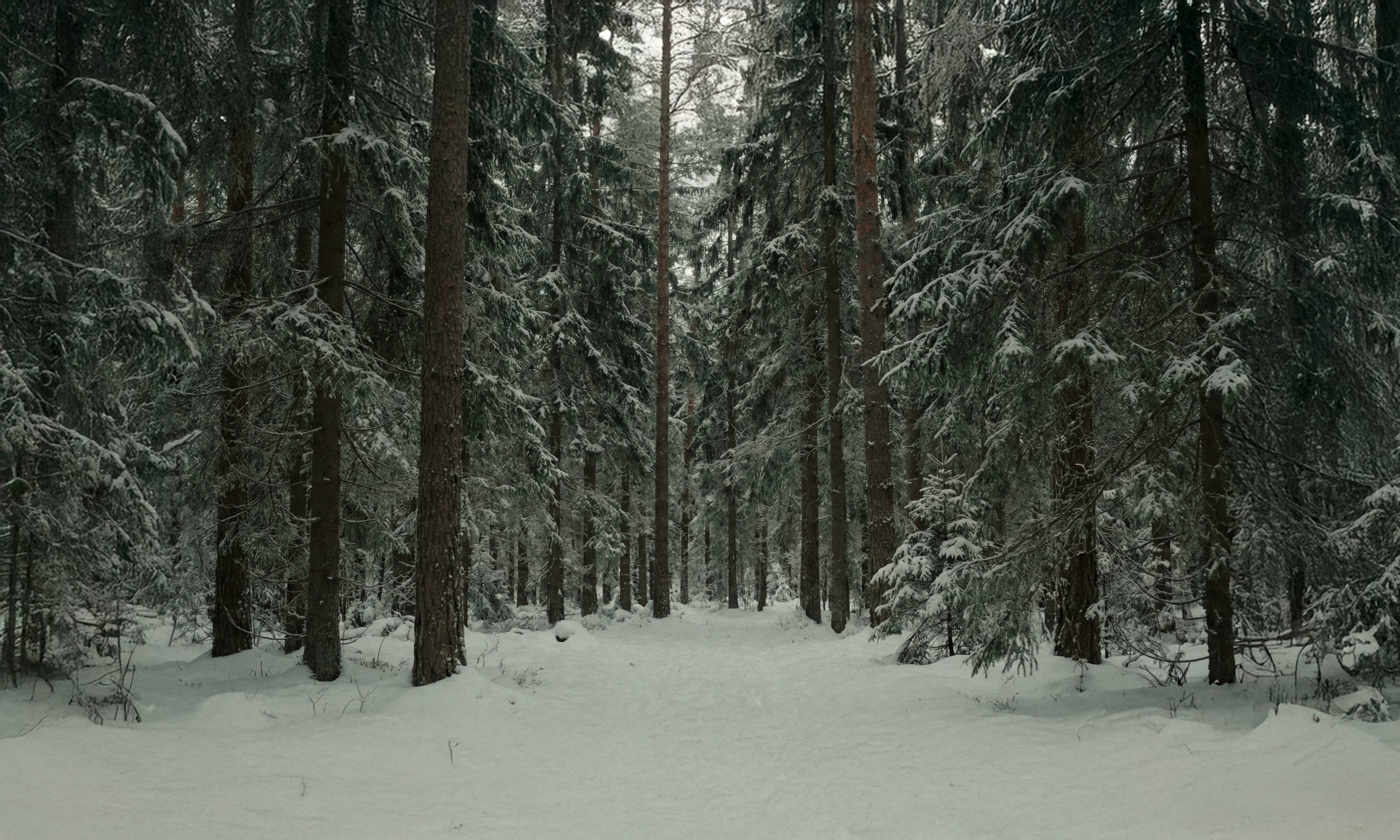 Forest_AromaSpace.jpg